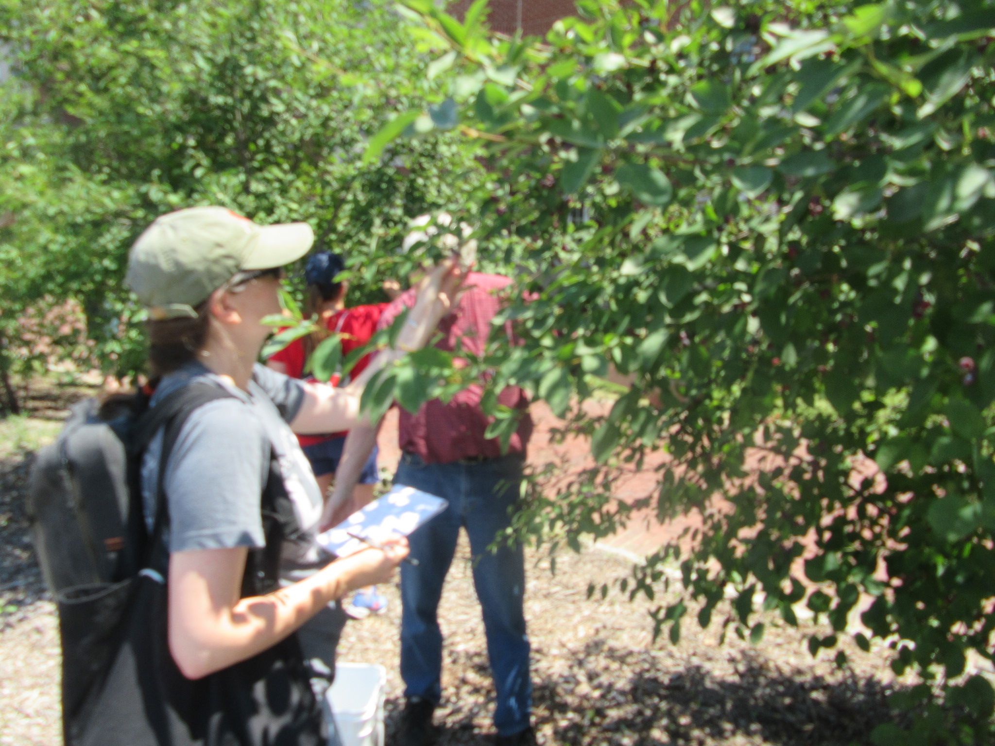 Dr. Angela Storey at 2021 Serviceberry Foraging Workshop