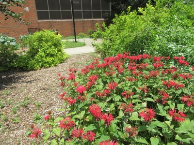 Korfhage Native Plant Garden in bloom