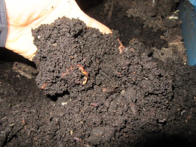 UofL vermicompost