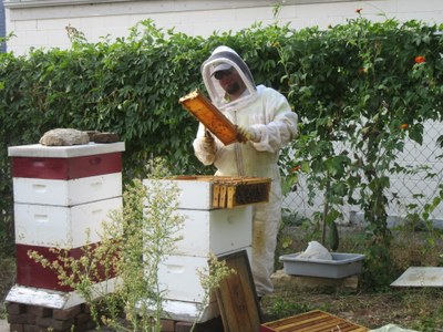 UofL's Justin Mog is a beekeeper