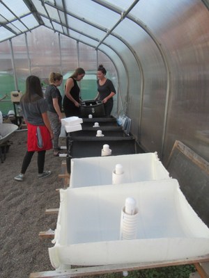 Aquaponics System at Garden Commons Greenhouse