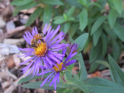 BIOL Native Plant Garden with Bee