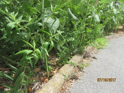 Swamp Milkweed at UPA Garden