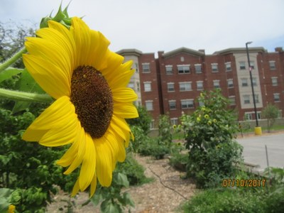 Sunflower at UPA Garden