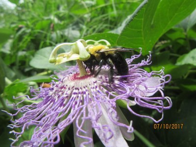 Maypop Flower with Bumblebee at UPA Garden