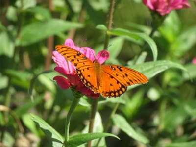 Pollinator-Friendly Urban Studies Horticulture Zone