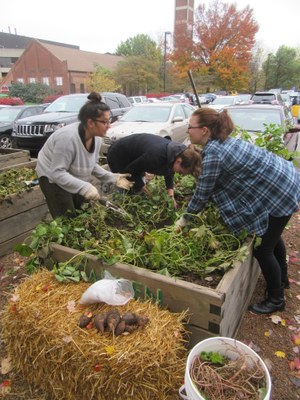 Sweet Potato Harvest 2017 at Garden Commons