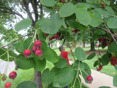 Serviceberry Foraging