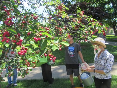 Serviceberry Foraging