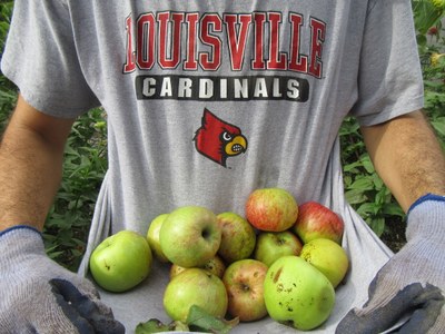 Newton's Apple Tree behind Urban Studies - August harvest
