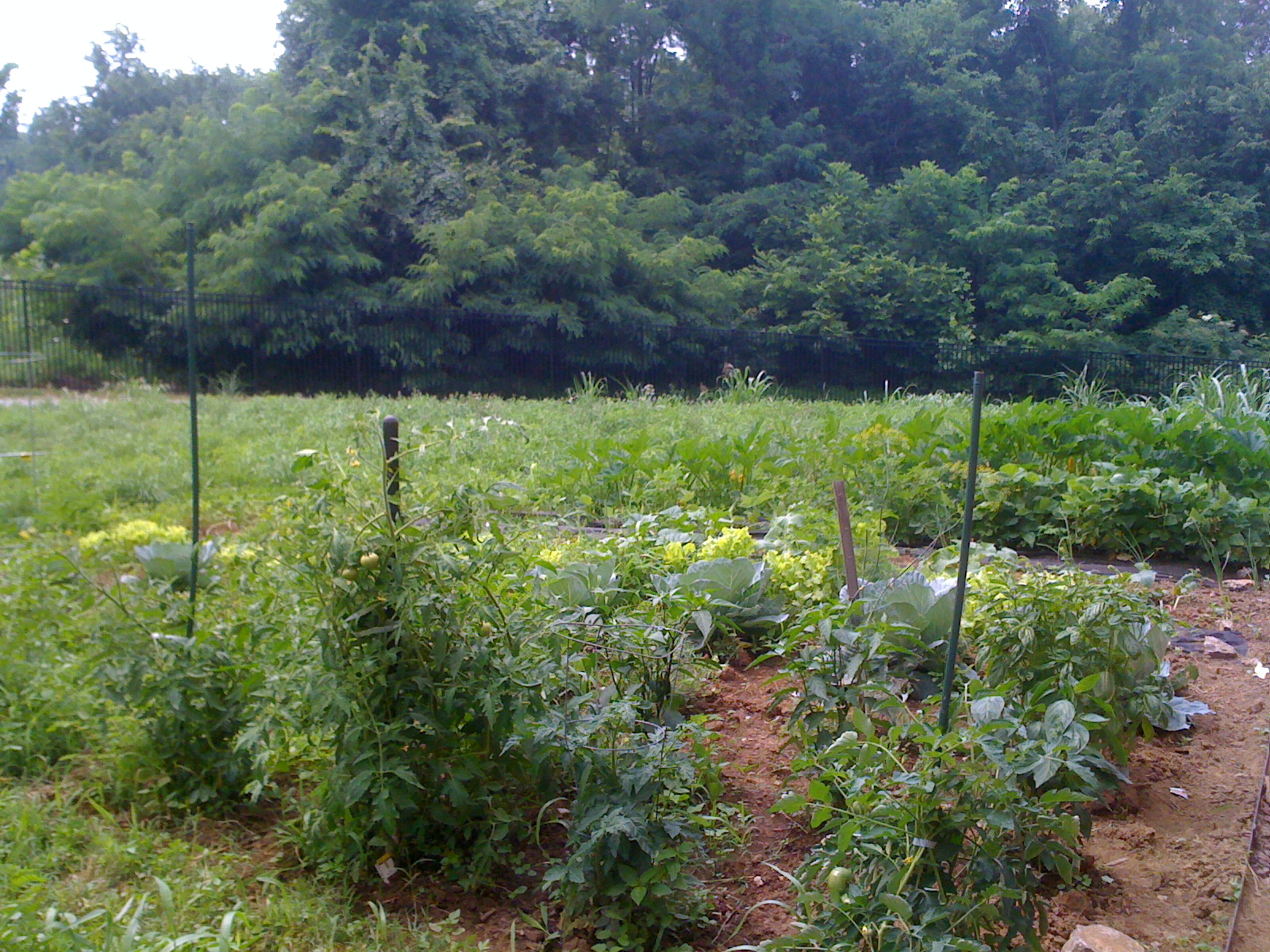 Shelby Campus CPM Birthday Garden (July 2011)