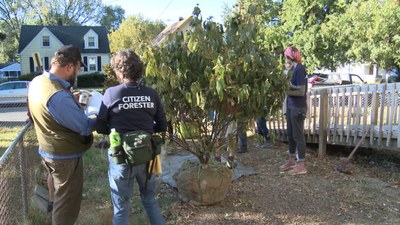 Green Heart Tree Planting