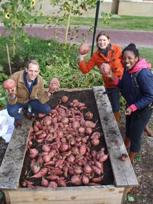 UPA Garden - Oct2013 Sweet Potato Harvest