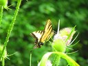 1500 butterflies recorded during 2015 census at UofL’s Horner Wildlife Sanctuary