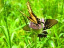 2016 UofL Butterfly Count nets 39 species